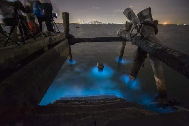 Biobay: A Sea that Glows at Night