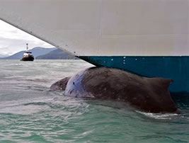 Collision with Whale