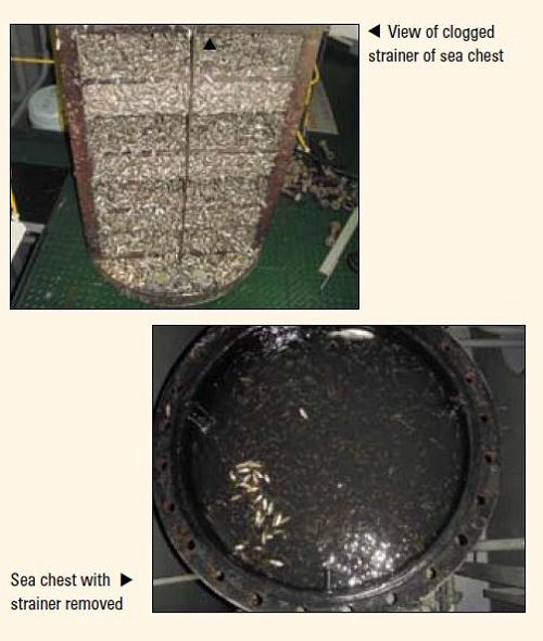 Real Life Incident: Ship’s Sea Suctions Choked With Fish
