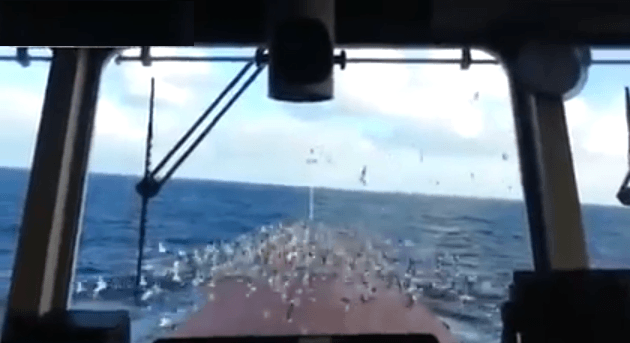 Watch: Scaring Away the Seagulls With Ship’s Horn