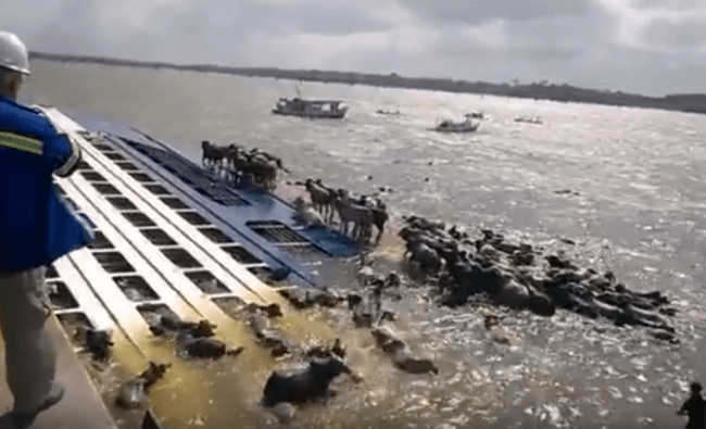 Video: Thousands Of Cattle Presumed Dead In Brazil Boat Accident