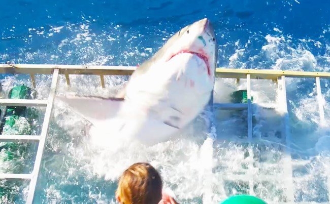 Shocking Video: Great White Shark Cage Breach Accident