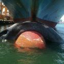 Friend of the Sea Urges the Global Shipping Industry for Immediate Action to Prevent Whales’ Ship Strikes and to Implement Sustainable Practices