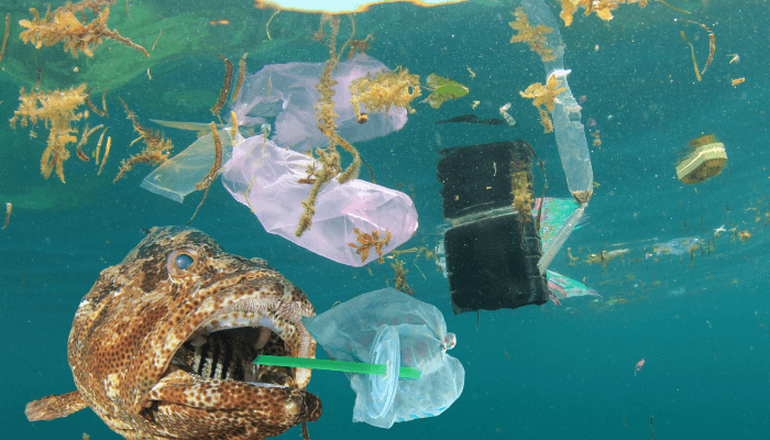 What is the Pacific Ocean Garbage Patch?