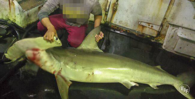 EJF Uncovers Illegal Shark Finning And Killing Of Dolphins And Turtles In Taiwan
