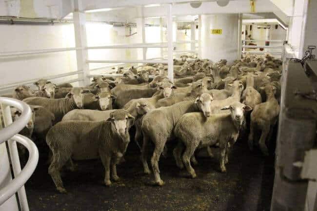 Australia Livestock Exporters Stand For Sheep Moratorium As Part Of Industry Re-Set