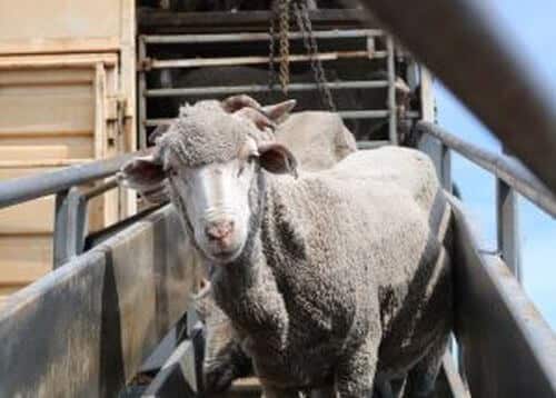 Australian Livestock Exporters’ Council Releases Heat Stress Risk Assessment Draft