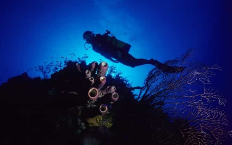 A Career in Underwater Exploration : Is it for You?