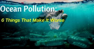 Ocean Pollution 6 Things That Make It Worse