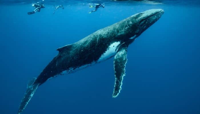 whaling activities