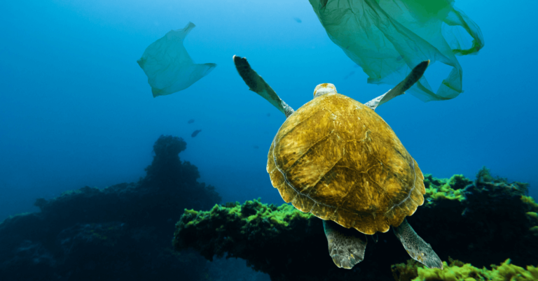 What is Plastic Aquatic Project?