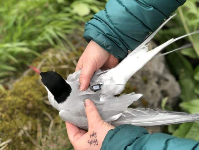 P1-Arctic-Tern-with-GPS-tag_Maxwell