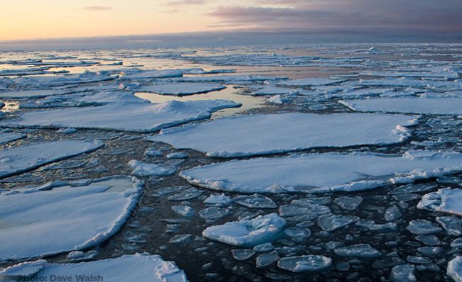Pancake ice on Arctic Sea Ice