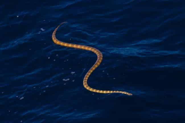 Banded Sea Snake on blue ocean sea surface