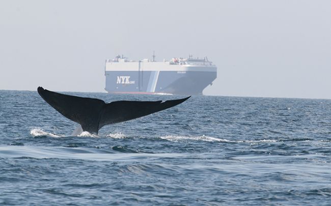 NYK Honored for Its Efforts to Protect Whales and Reduce Air Pollution