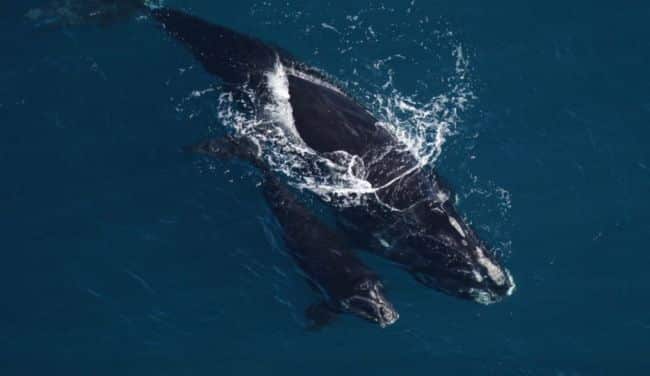 Innovative Tool To Protect Endangered North Atlantic Right Whales From Over-Speeding Ships Released