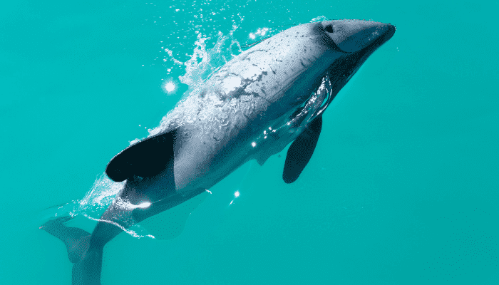 10 Endangered Ocean Species and Marine Animals