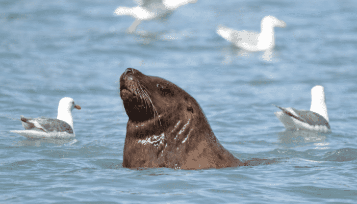10 Endangered Ocean Species and Marine Animals