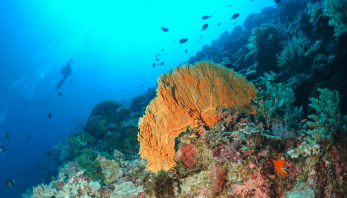 Coral Reefs Stabilize The Seabed