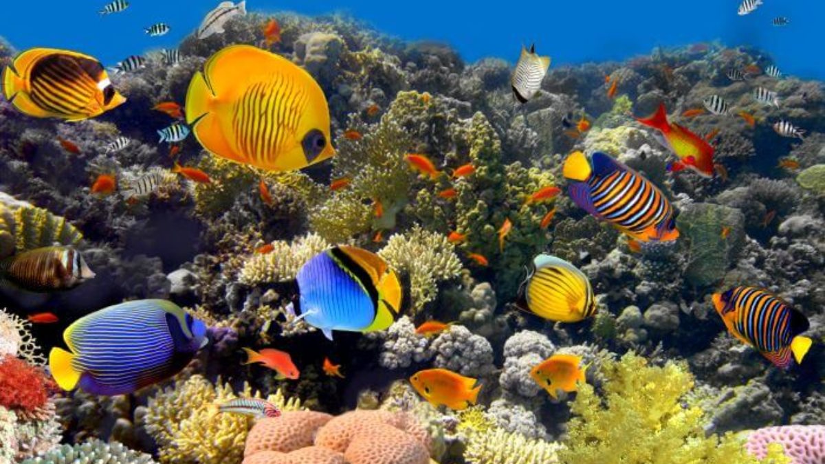 15 Amazing Facts About Coral Reefs