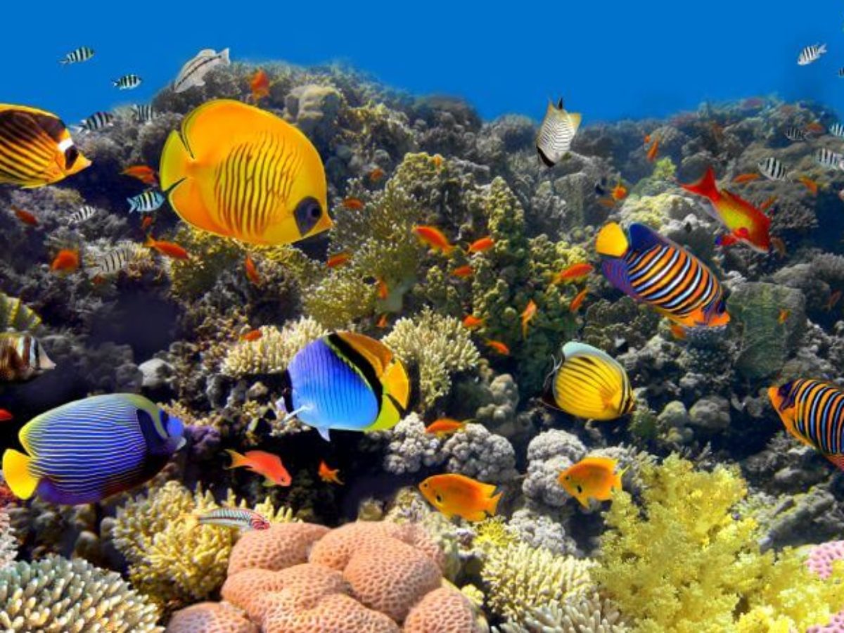 15 Amazing Facts About Coral Reefs