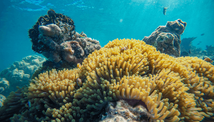 coral reefs at water depth