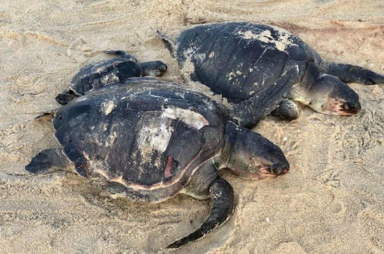 About Hundred Turtle Carcasses Wash Ashore Sri Lankan Beaches After X-Press Pearl Fire
