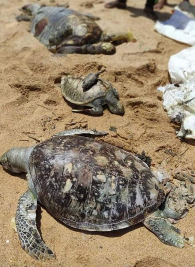 dead turtles washed up on srilankan shore after x press pearl incident