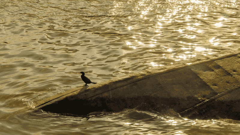bird sitting on a sunken ship