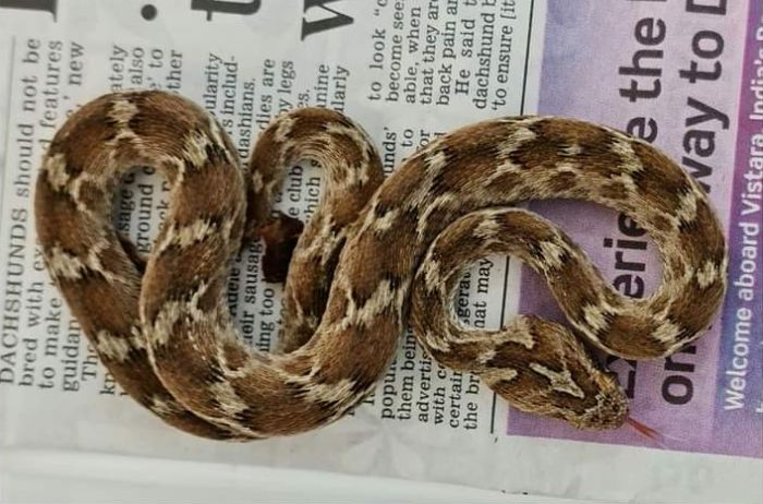 snake in shipment