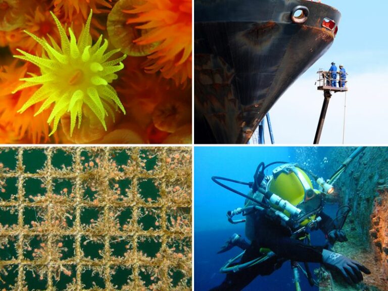 Tackling Aquatic Invasive Species Introduced Via Biofouling – GloFouling Task Force Reviews Progress
