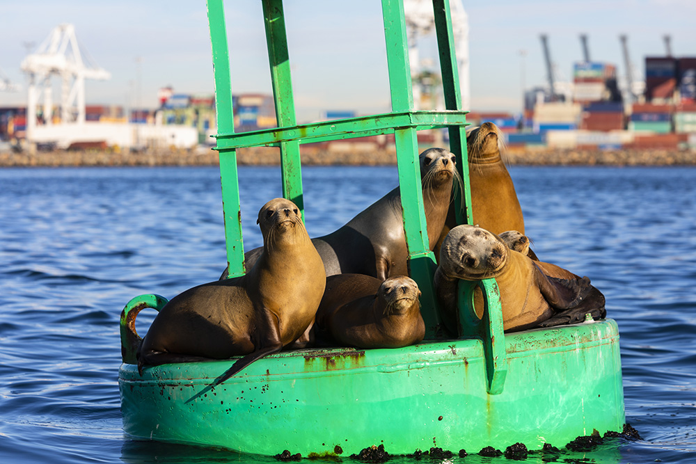 port seals on buoy env wildlife