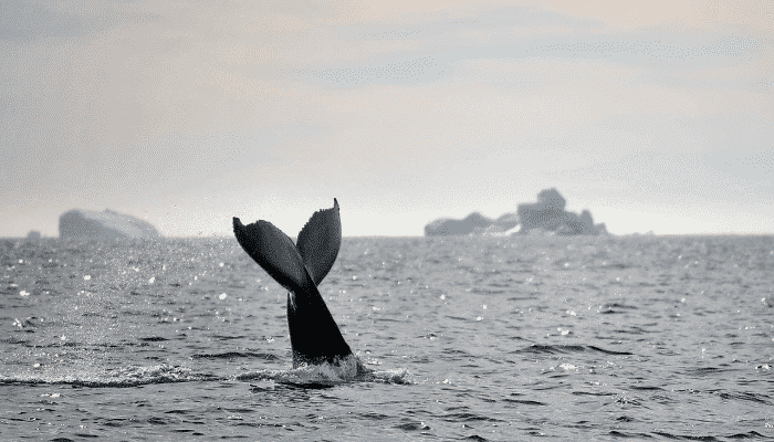 whales in david strait