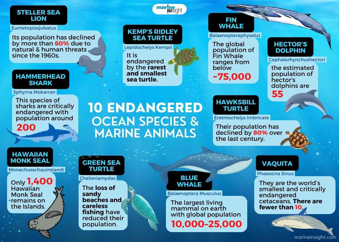Endangered Ocean Species Infographics