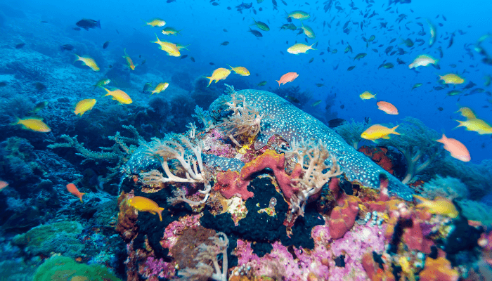 Tyrrhenian Sea marine biodiversity