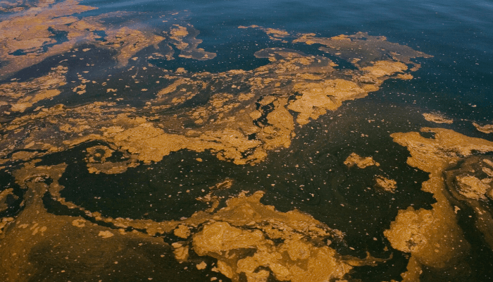 marine pollution 