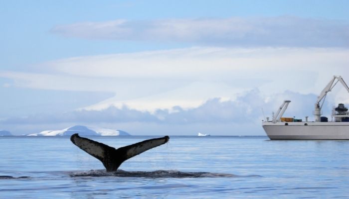 Save Lives Of Whales From Ship Collisions
