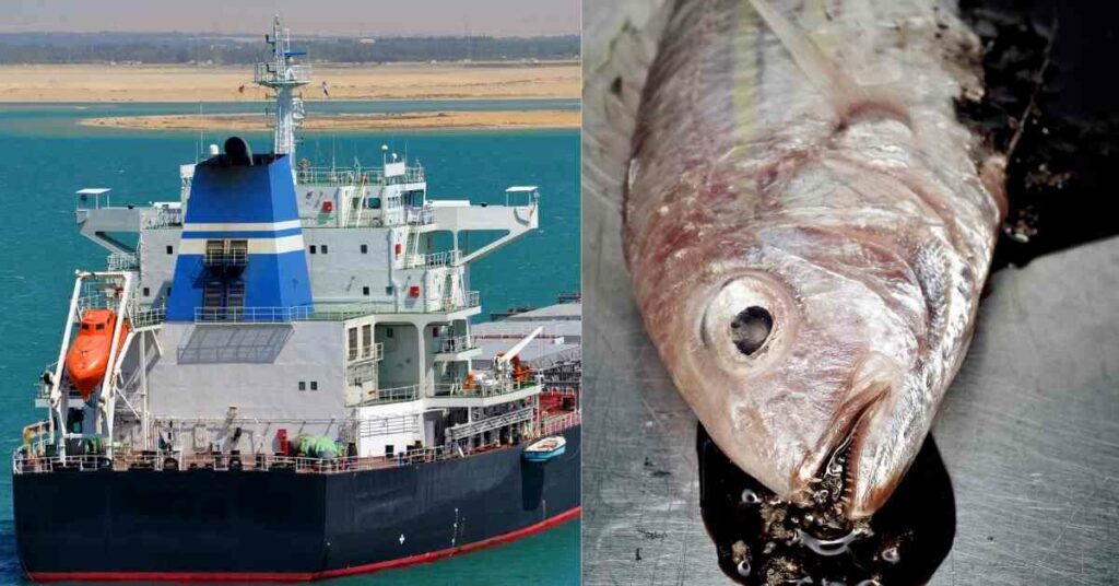 Fish Reported As Cause Of Several Deaths On A COSCO Ship