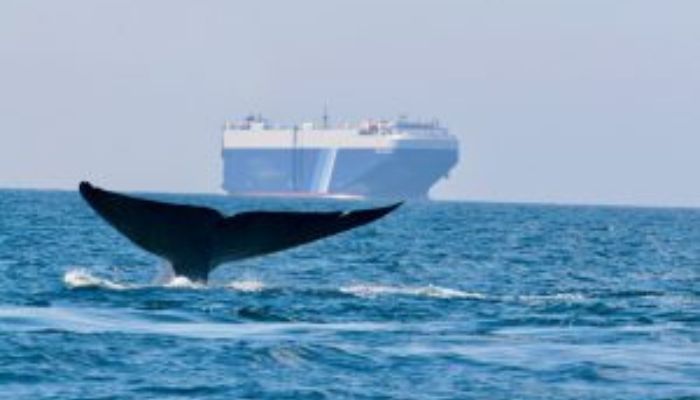 ICS Heralds’ Successful Collaboration To Reduce Harm To Whales