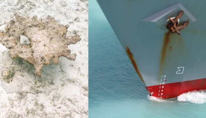 Deadly Coral Disease In Florida, Caribbean Could Be Transported By Ship Hulls