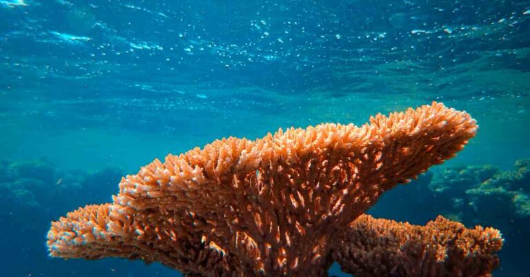 10 Famous Coral Reefs In The World