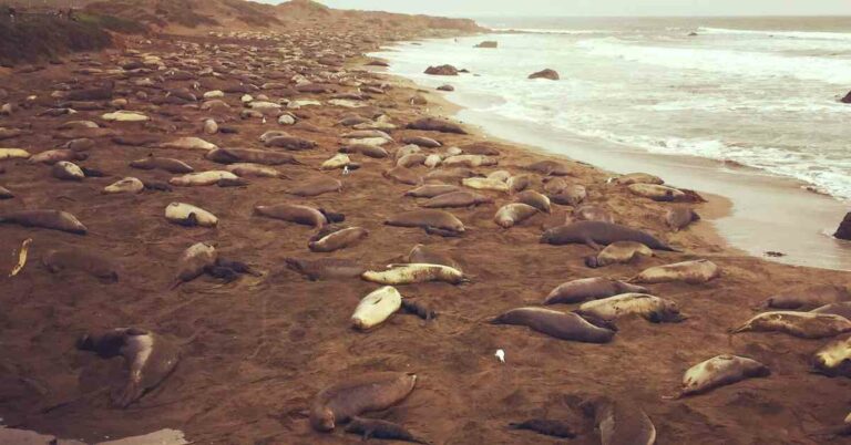 Over 700 Endangered Seals Found To Be Dead On The Shore Of Caspian Sea In Russia