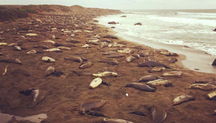 Endangered Seals