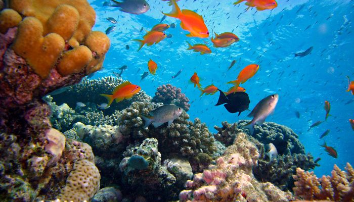 10 Marine Biome Facts You Must Know