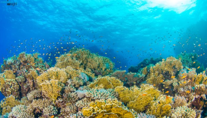New Calcedonian Barrier Reef