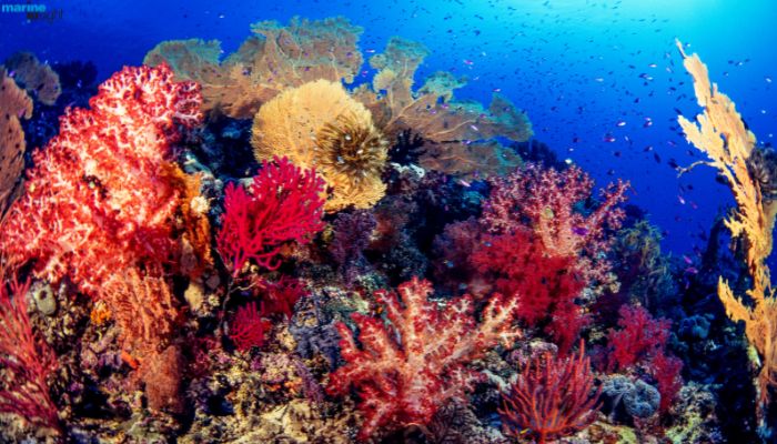 The Red Sea Coral Reefs