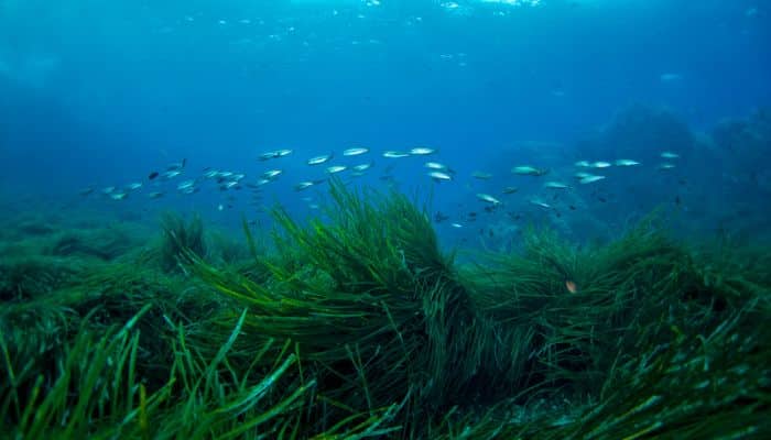 Scapa Flow Supports a rich and diverse marine environment