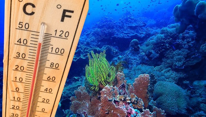 World Oceans Set New Temperature Record