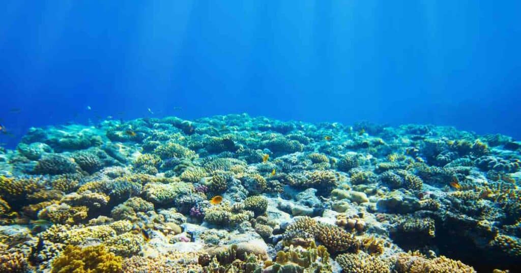 Philippines Accuses China Of Illegal Coral Harvesting In The West Philippine Sea