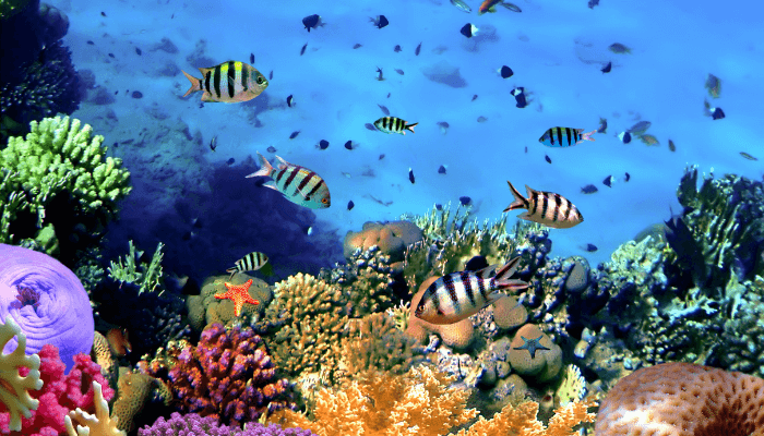 Tomini corals